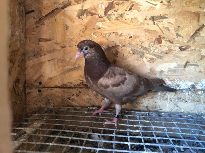 439/22 - 5- lot zbor 2022