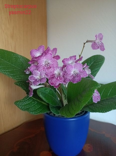  - Streptocarpus din comerț