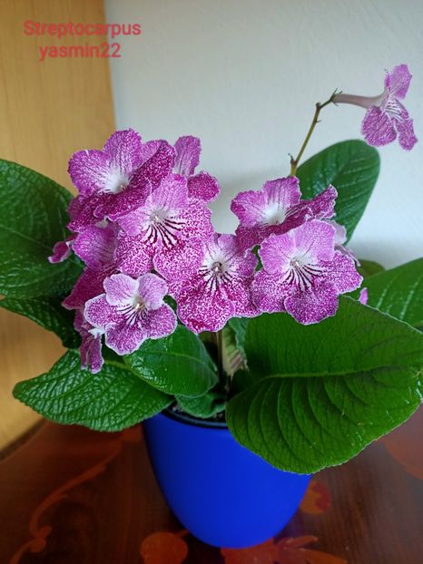  - Streptocarpus din comerț