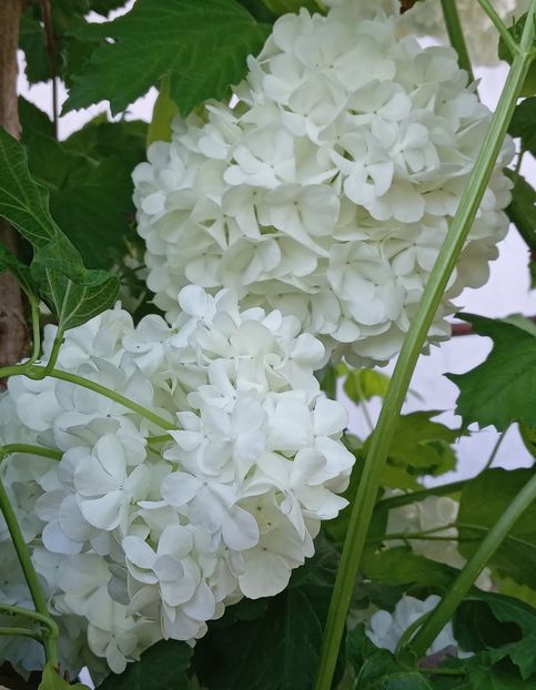  - MAI - luna lui FLORAR
