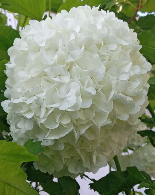  - MAI - luna lui FLORAR