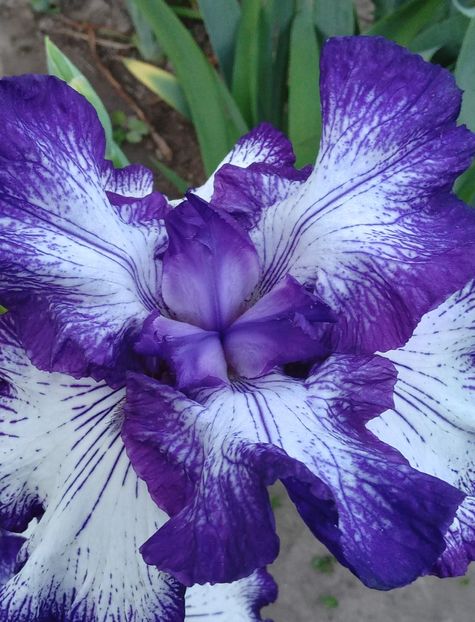  - MAI - luna lui FLORAR