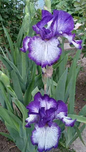  - MAI - luna lui FLORAR