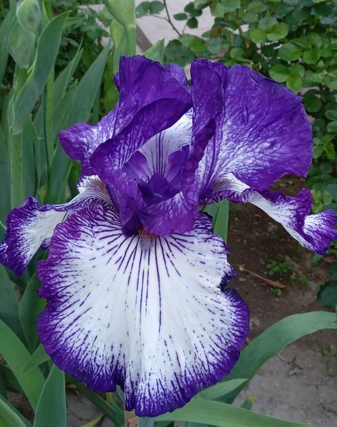  - MAI - luna lui FLORAR
