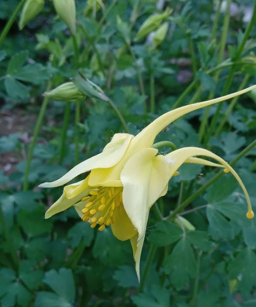  - MAI - luna lui FLORAR