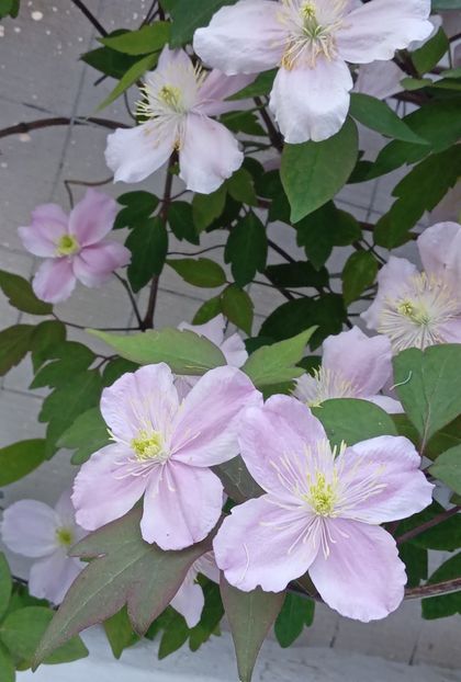  - MAI - luna lui FLORAR