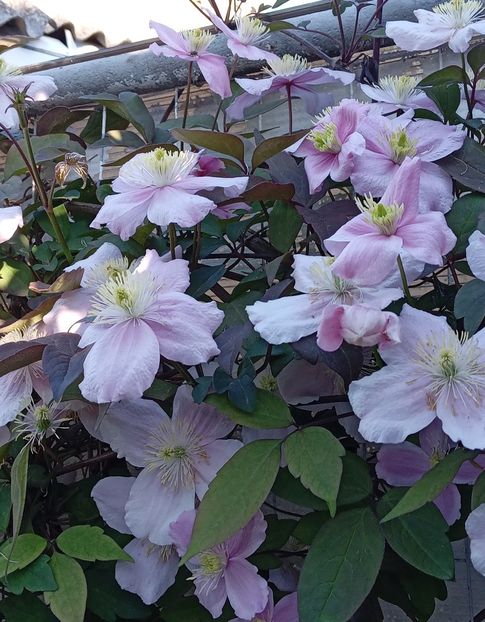  - MAI - luna lui FLORAR