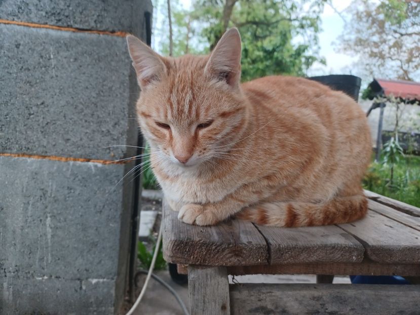  - Micile mele feline 2022