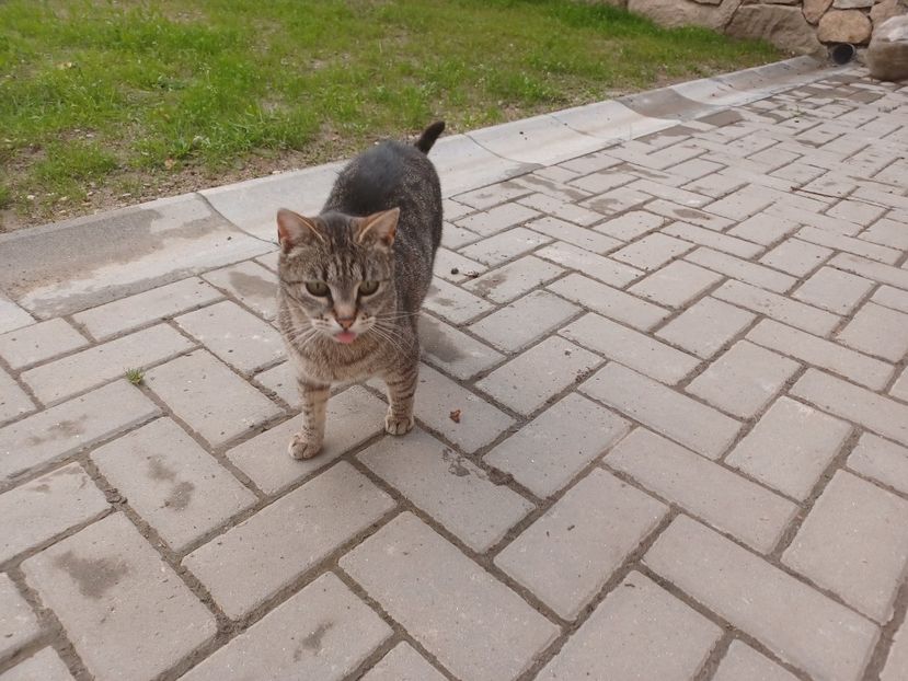 Manutza - Micile mele feline 2022