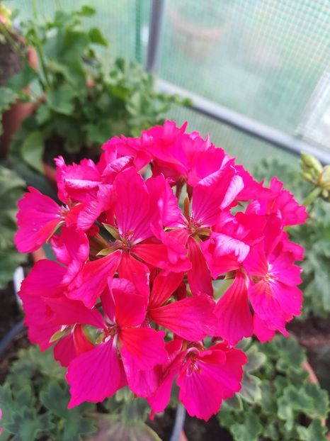 Din seminte - A-Muscate 2022