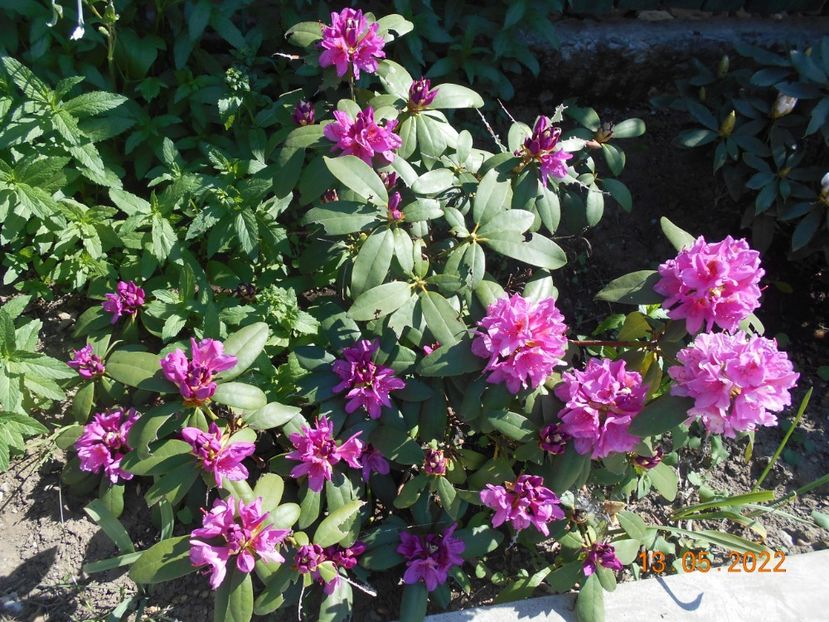  - 02 Azalee-rhododendroni-heleborusi-hortensii-hoste 2022