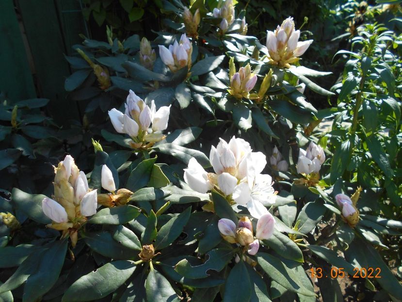  - 02 Azalee-rhododendroni-heleborusi-hortensii-hoste 2022
