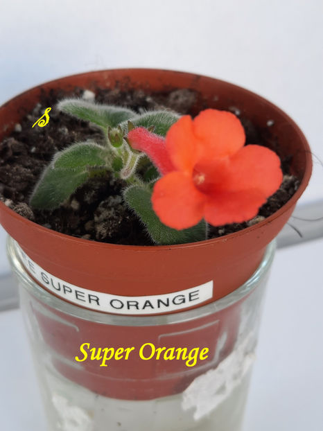 Super Orange (13-05-2022) - Sinningii 2022