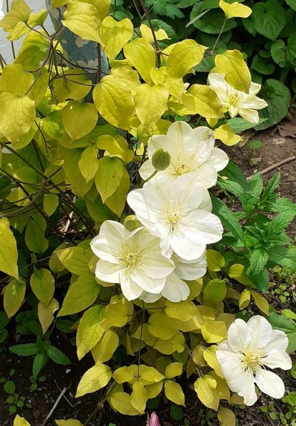  - MAI - luna lui FLORAR