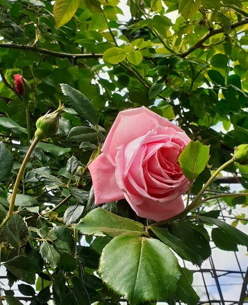 Coral Dawn - MAI - luna lui FLORAR
