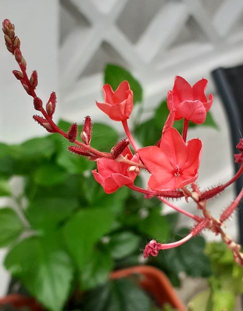  - MAI - luna lui FLORAR