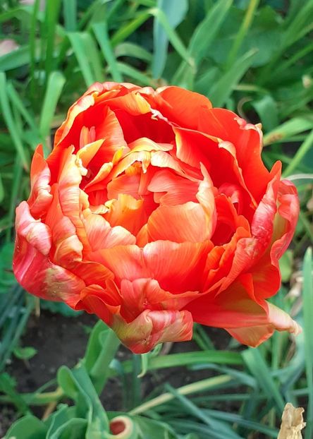  - MAI - luna lui FLORAR
