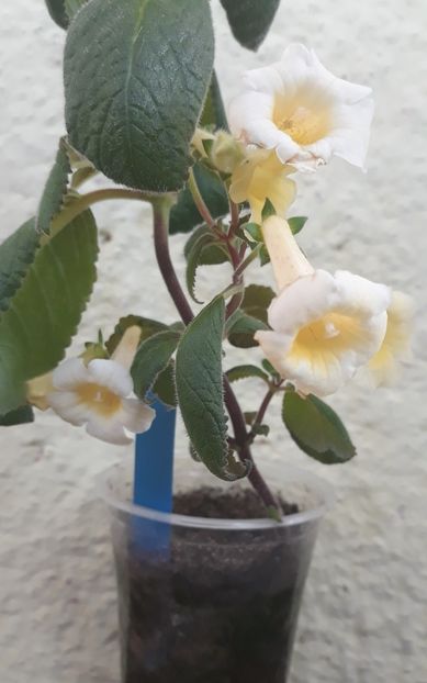  - 0001 2022 - MM s Andul