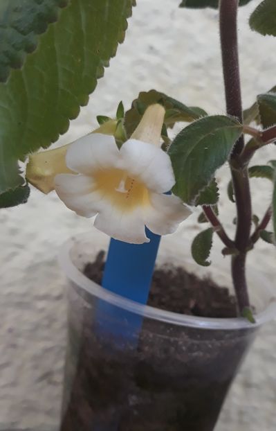  - 0001 2022 - MM s Andul