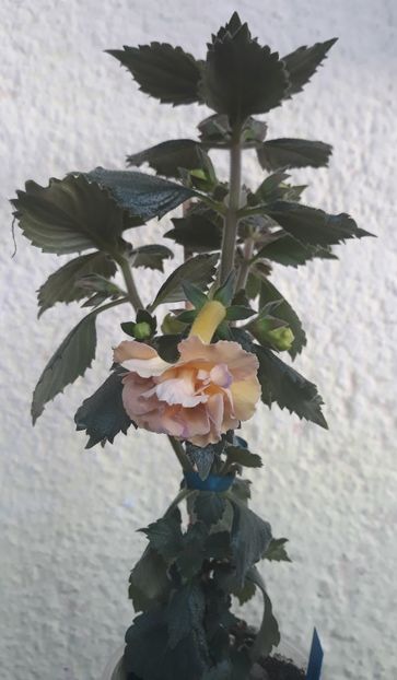  - 0001 2022 - Yellow English Rose