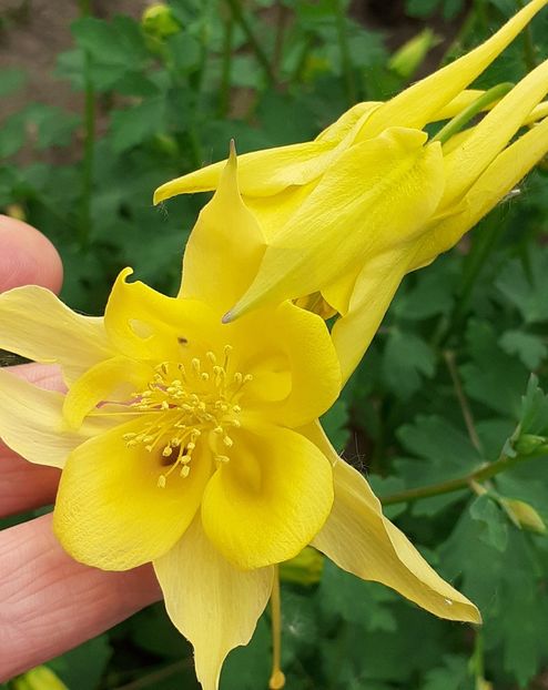  - CĂLDĂRUȘE 2022 _ 2