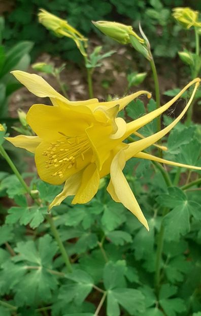  - CĂLDĂRUȘE 2022 _ 2