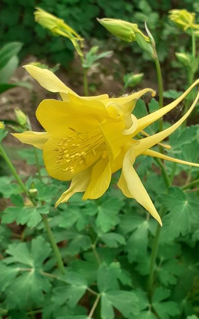  - CĂLDĂRUȘE 2022 _ 2