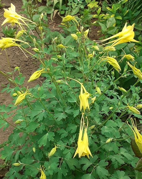  - CĂLDĂRUȘE 2022 _ 2