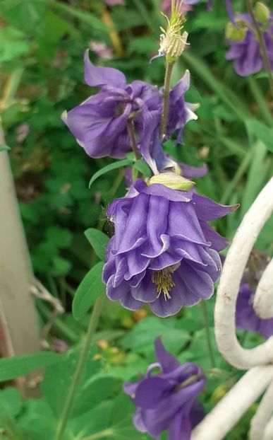  - CĂLDĂRUȘE 2022 _ 2