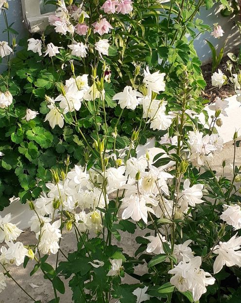  - CĂLDĂRUȘE 2022 _ 2