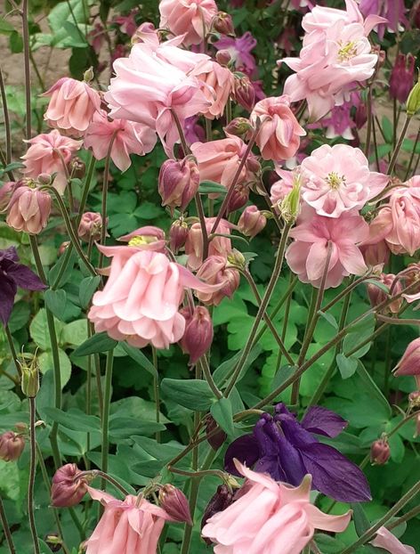  - CĂLDĂRUȘE 2022 _ 2