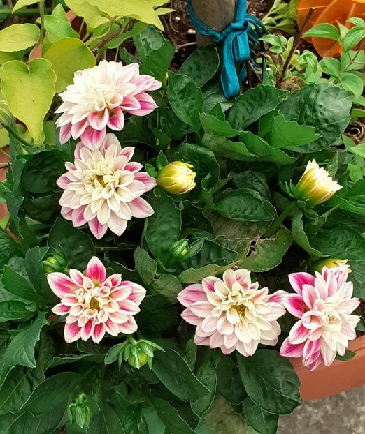  - MAI - luna lui FLORAR