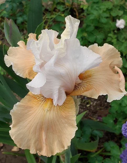  - MAI - luna lui FLORAR