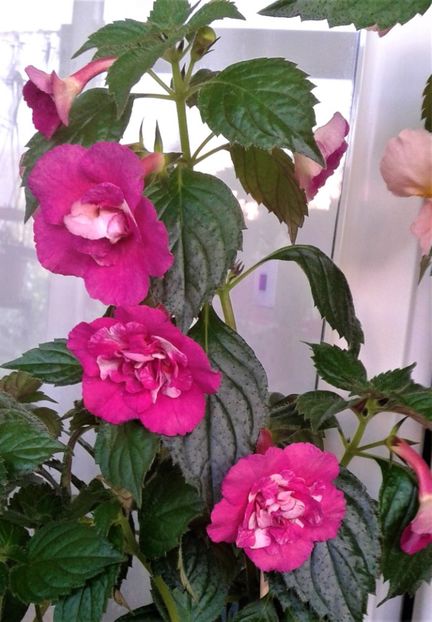  - Rizomii de achimenes plantati astazi pentru anul 2022