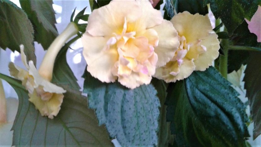  - Rizomii de achimenes plantati astazi pentru anul 2022