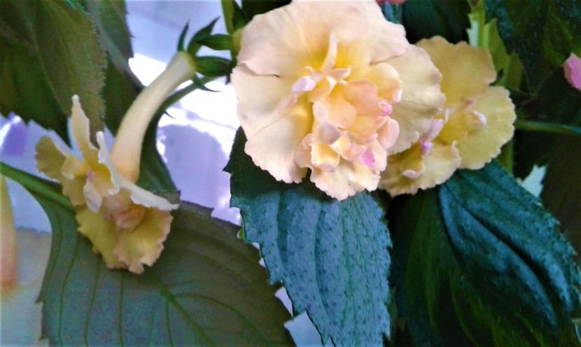  - Rizomii de achimenes plantati astazi pentru anul 2022