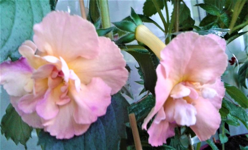  - Rizomii de achimenes plantati astazi pentru anul 2022