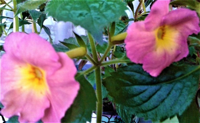  - Rizomii de achimenes plantati astazi pentru anul 2022