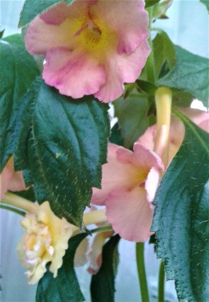  - Rizomii de achimenes plantati astazi pentru anul 2022