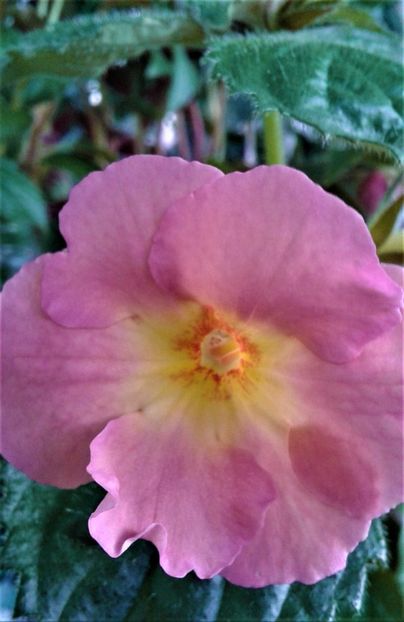  - Rizomii de achimenes plantati astazi pentru anul 2022