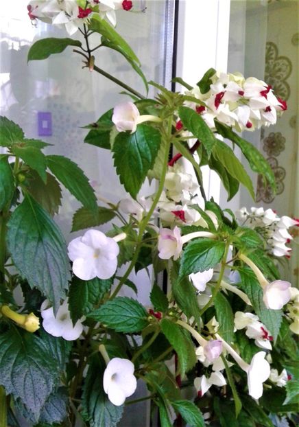  - Rizomii de achimenes plantati astazi pentru anul 2022