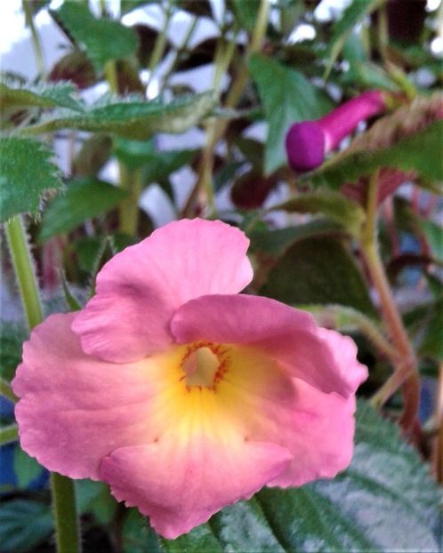  - Rizomii de achimenes plantati astazi pentru anul 2022