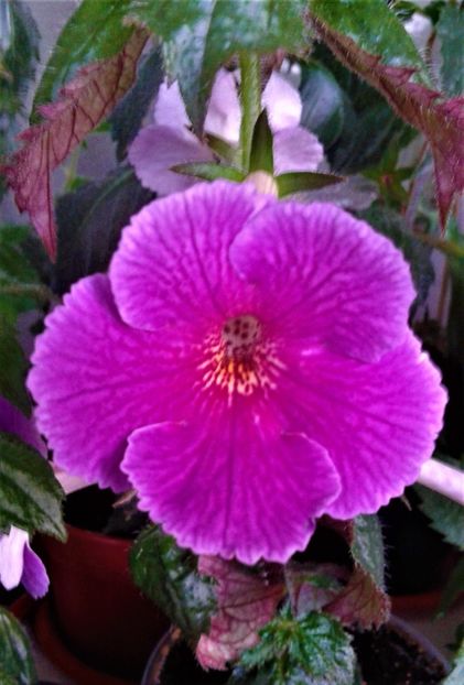  - Rizomii de achimenes plantati astazi pentru anul 2022