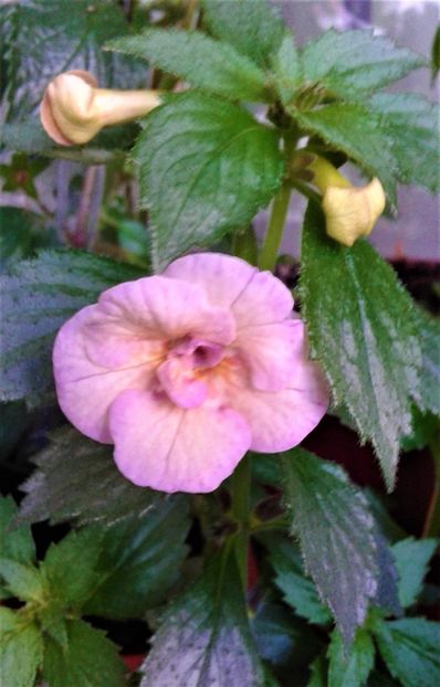  - Rizomii de achimenes plantati astazi pentru anul 2022