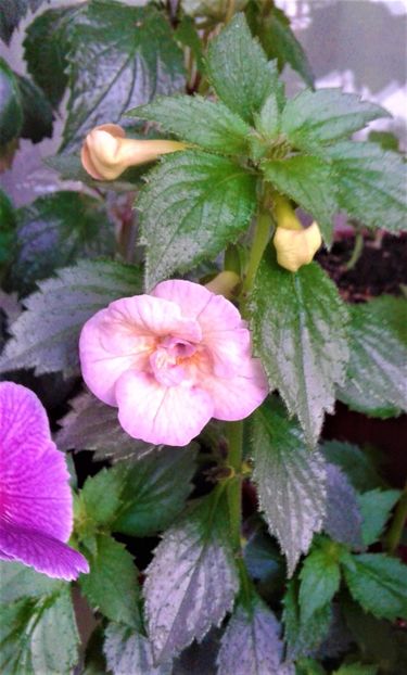  - Rizomii de achimenes plantati astazi pentru anul 2022