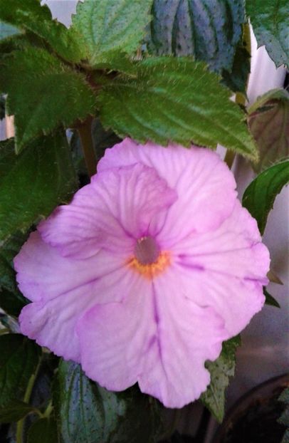  - Rizomii de achimenes plantati astazi pentru anul 2022