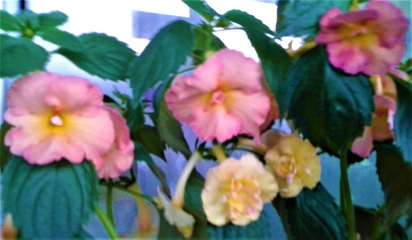  - Rizomii de achimenes plantati astazi pentru anul 2022