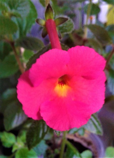  - Rizomii de achimenes plantati astazi pentru anul 2022