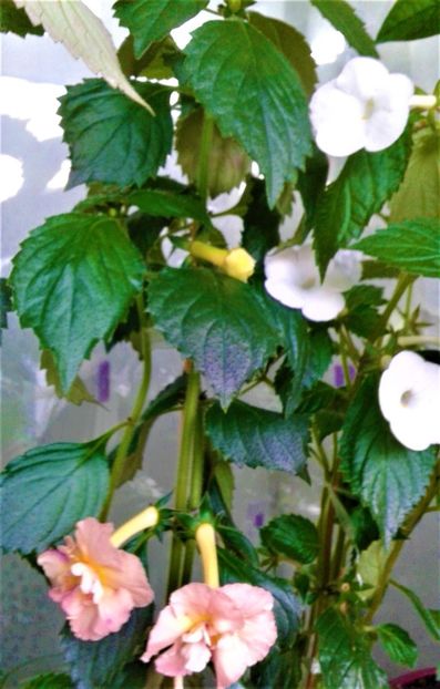  - Rizomii de achimenes plantati astazi pentru anul 2022