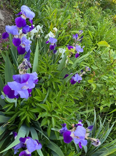 367E23D4-D301-4E91-AB08-FF5B4D025DBC - IRISI 2021 22